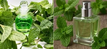 خوشبوترین عطر با بوی نعنا برای آقایان و بانوان؛ معرفی ۱۰ عطر خنک و جذاب
