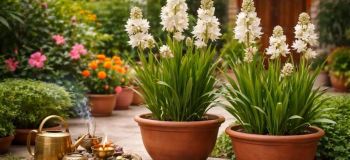 کاشت پیاز گل مریم در گلدان؛ راهنمای کامل برای داشتن گل های خوش عطر در خانه