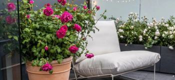 کاشت گل محمدی در خانه؛ راهنمای کامل کاشت، نگهداری و گل دهی رز خوش عطر