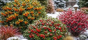 درختان زینتی مقاوم به سرما؛ ۱۵ درختچه زمستانی زیبا برای باغ و حیاط