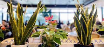 ۵ گیاه برای کافی شاپ؛ زیبا، کم دردسر و مناسب برای فنگ شویی