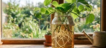 چگونه گیاه پتوس را فقط با یک لیوان آب تکثیر کنیم؟ ترفند ساده ای برای داشتن پتوس های سرسبز و زیبا!