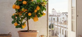 متولدین سال سگ برای جذب شانس و انرژی مثبت چه درختی بکارند؟ راز انتخاب درخت در فنگ شویی