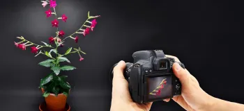 تایم لپس رشد گیاه تنباکو از دانه تا رسیدن به گل !