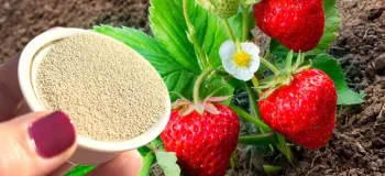 بهترین کود برای توت فرنگی/ این کود برداشت توت فرنگی را چند برابر میکند!