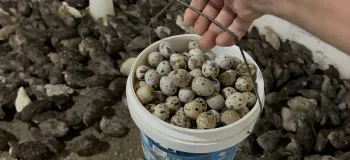 زندگی جذاب روستایی/ برداشت تخم بلدرچین محلی!