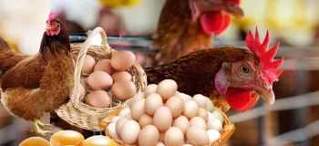بهترین نژادهای مرغ تخم‌گذار/ کدام یک انتخاب بهتری است؟!