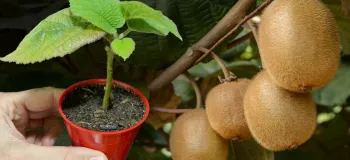 چگونه گیاه کیوی را از میوه کیوی در خانه پرورش دهیم!