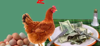 سود سرسام آور استفاده از ضایعات رستورانها برای تغذیه مرغ ها!