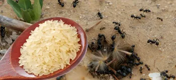 یک راه حل عالی برای خلاص شدن از شر مورچه ها برای همیشه در گیاهان و خانه!