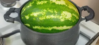 تا خودم امتحان نکردم باورم نمی شد! مطمئنم هیچ وقت اینجوری هندوانه نخورده بودی!