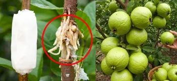 با استفاده از این نکات درخت گواوا را سریع پرورش دهید!