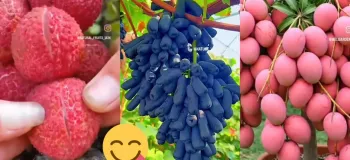 برش خوشمزه میوه های تازه / کلیپ میوه های خوشمزه!