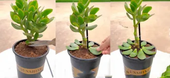 تسلط بر مراقبت از گیاهان ساکولنت / نکات آسان برای مبتدیان!