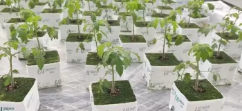 چگونه گوجه فرنگی در گلخانه مدرن با استفاده از بسترهای هیدروپونیک پرورش داده می شود؟