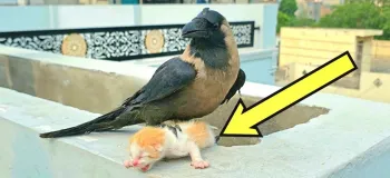 کلاغی یک بچه گربه تازه متولد شده را روی پشت بام ما انداخت/ باورتان نمی شود بعدش چه اتفاقی افتاد!