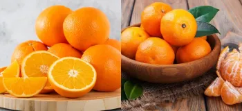 فرق بین پرتقال و نارنگی چیست؟ جستجویی خوشمزه در دنیای مرکبات
