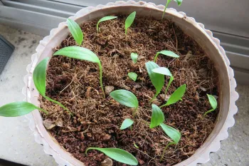 کاشت و پرورش اصولی گل لیلیوم در گلدان