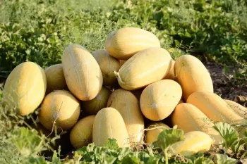 بهترین کود برای درشتی خربزه و افزایش تناژ