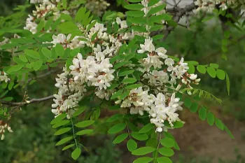 بررسی معایب درخت اقاقیا ، درختی پر دردسر