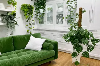 ویژگی ها و نکات طلایی برای نگهداری پتوس حصیری هلندی