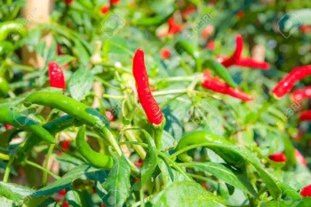 خاک مناسب برای کاشت فلفل