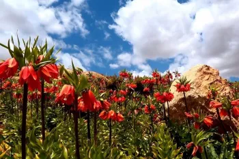 دشت لاله های واژگون کوهرنگ بهشتی در چهارمحال و بختیاری