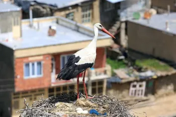 روستای دره تفی، بهشت لک لک ها در مریوان