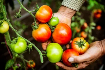 علت قرمز نشدن گوجه فرنگی و راهکارهای بهبود آن