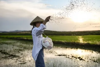 چه نوع کودی برای برداشت 2 برابری برنج مناسب است ؟