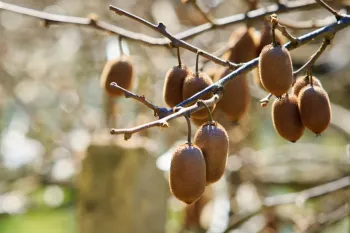 آموزش کوددهی کیوی با انواع کودها