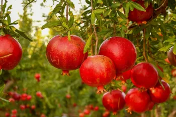 کوددهی درخت انار و استفاده از کود مناسب