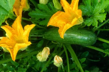 بهترین کود برای کدو سبز با باردهی 2 برابر