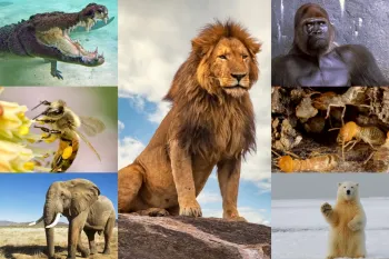 7 تا از قوی ترین حیوانات روی زمین !