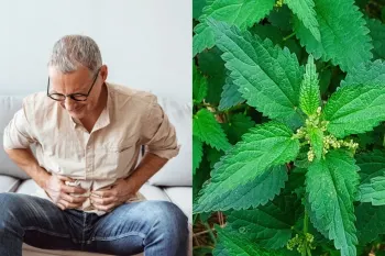 گیاه گزنه بهترین درمان طبیعی سنگ کلیه
