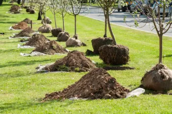 بررسی تاثیر عمق چاله کاشت در رشد نهال