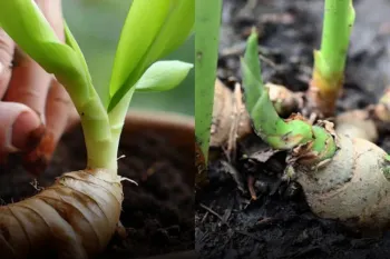 آموزش نحوه پرورش زنجبیل در گلخانه