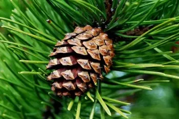 کدام کود برای درخت کاج مناسب است ؟