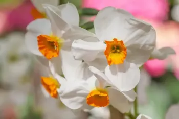 شرایط احداث گلخانه گل نرگس