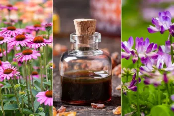گیاهان دارویی مفید برای تقویت سیستم ایمنی بدن کدامند ؟