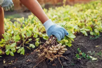 بهترین کود برای باردهی بادام زمینی کدام است ؟
