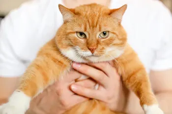 آیا می دانید گربه ها چگونه اهلی شدند؟