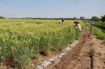 مزایای سولفات آمونیوم در کشاورزی و افزایش بهره وری خاک