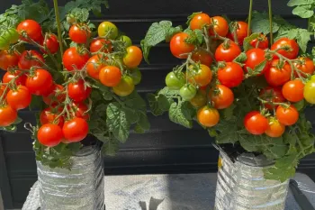 نحوه کاشت و پرورش گوجه گیلاسی با بطری های ۴ لیتری در خانه
