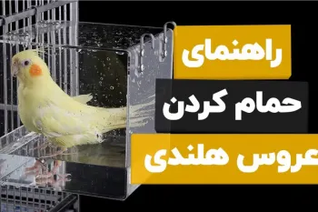 نحوه حمام کردن و خشک کردن عروس هلندی نر و ماده