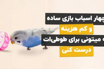 ترفندهای حرفه‌ای ساخت اسباب بازی برای پرنده‌ های خانگی با مواد ساده