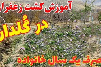کاشت زعفران / آموزش قدم به قدم کاشت زعفران در گلدان