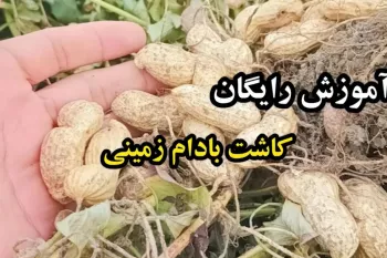 کاشت بادام زمینی / آموزش قدم به قدم کاشت بادام زمینی