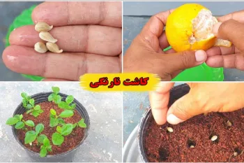 نحوه کاشت نارنگی / آموزش قدم به قدم کاشت نارنگی و پرتقال از دانه در گلدان