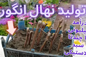 تولید نهال انگور / تکثیر و تولید درخت انگور در خانه